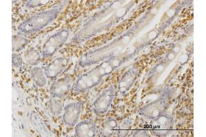 Image no. 4 for anti-Hematopoietic Cell-Specific Lyn Substrate 1 (HCLS1) (AA 266-355) antibody (ABIN516375)