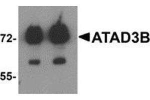 Image no. 1 for anti-ATPase Family, AAA Domain Containing 3B (ATAD3B) (C-Term) antibody (ABIN783502)