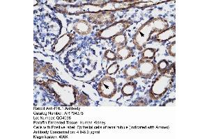 FHL1 anticorps  (C-Term)
