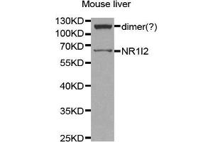 Image no. 1 for anti-Nuclear Receptor Subfamily 1, Group I, Member 2 (NR1I2) antibody (ABIN3015525)