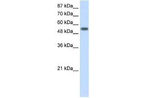 Image no. 1 for anti-Tyrosyl-tRNA Synthetase (Yars) (C-Term) antibody (ABIN630055)