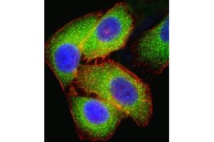 Image no. 3 for anti-Mitogen-Activated Protein Kinase Kinase 2 (MAP2K2) (AA 1-30), (N-Term) antibody (ABIN1882178)