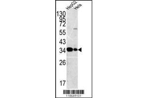 Image no. 1 for anti-Mercaptopyruvate Sulfurtransferase (MPST) (AA 269-297), (C-Term) antibody (ABIN392001)