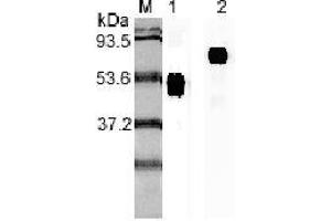 Image no. 1 for anti-Interleukin 23, alpha subunit p19 (IL23A) antibody (ABIN1169135)