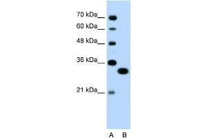 Image no. 1 for anti-Transcription Factor EC (TFEC) (N-Term) antibody (ABIN2779539)