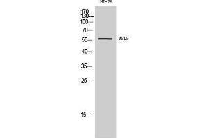 Image no. 1 for anti-Aprataxin and PNKP Like Factor (APLF) (Tyr861) antibody (ABIN3183317)