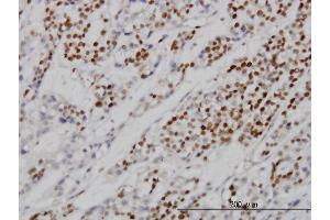 MCM7 antibody  (AA 1-389)