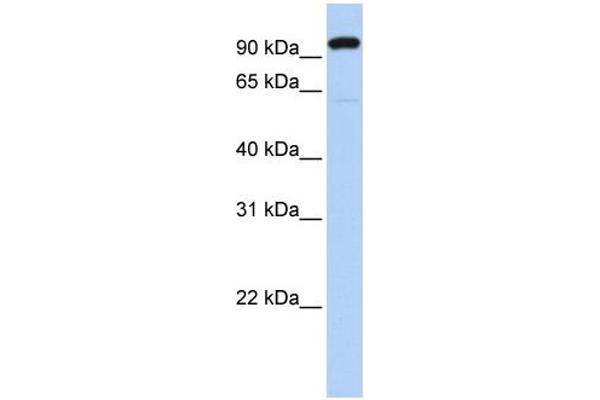 anti-Zinc Finger Protein 175 (ZNF175) (N-Term) antibody