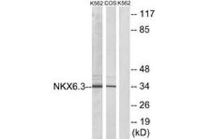 NK6 Homeobox 3 antibody  (AA 161-210)