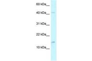 Image no. 1 for anti-Pterin-4 alpha-Carbinolamine Dehydratase/dimerization Cofactor of Hepatocyte Nuclear Factor 1 alpha (TCF1) 2 (PCBD2) (AA 71-120) antibody (ABIN6747530)