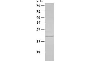 MYDGF Protein (AA 32-173) (His tag)