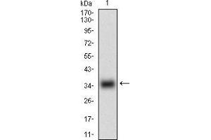 MSTN Antikörper  (AA 24-266)