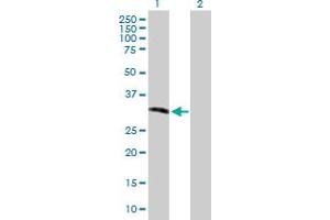 Western Blot analysis of RNASEH2A expression in transfected 293T cell line by RNASEH2A MaxPab polyclonal antibody.