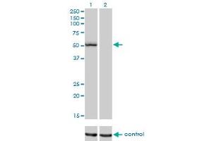 Image no. 2 for anti-Bifunctional Apoptosis Regulator (BFAR) (AA 101-200) antibody (ABIN565579)