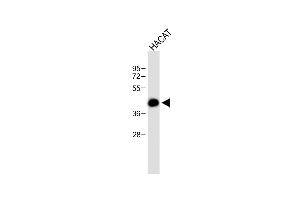 MARCO antibody  (AA 13-40)