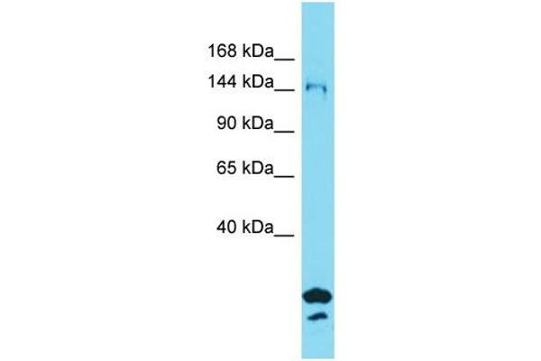 anti-Synapse Defective 1, rho GTPase, Homolog 2 (SYDE2) (N-Term) antibody