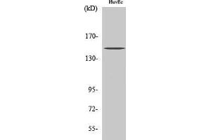 Image no. 1 for anti-RBP1-like protein (ARID4B) (Internal Region) antibody (ABIN3183545)