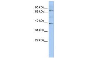 Image no. 1 for anti-2'-5'-Oligoadenylate Synthetase 2, 69/71kDa (OAS2) (AA 35-84) antibody (ABIN6743014)