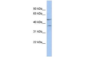 Image no. 1 for anti-NK6 Homeobox 1 (NKX6-1) (N-Term) antibody (ABIN2777547)