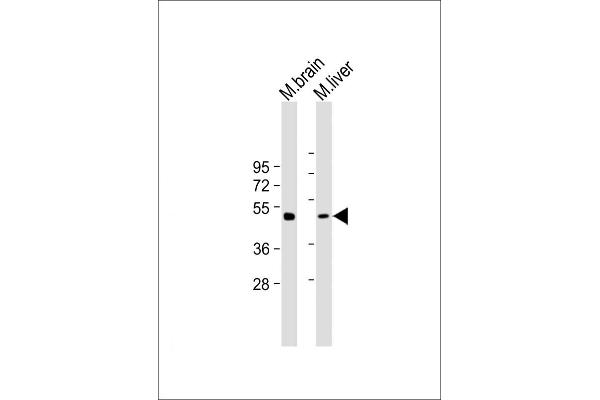TUBG2 antibody  (AA 400-434)