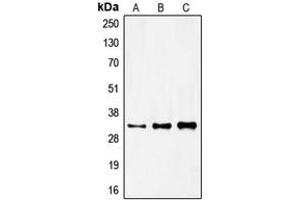 Image no. 2 for anti-Forkhead Box R1 (FOXR1) (C-Term) antibody (ABIN2704798)