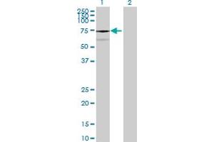 anti-Chromosome 1 Open Reading Frame 84 (C1orf84) (AA 1-579) antibody