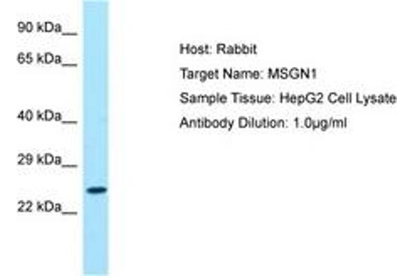 Mesogenin 1 抗体  (AA 104-153)