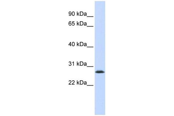 LSM12B antibody  (Middle Region)