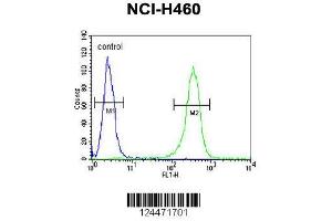 Image no. 2 for anti-Zinc Finger Protein 473 (ZNF473) (AA 178-207), (N-Term) antibody (ABIN653708)