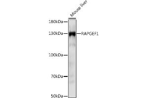 GRF2 Antikörper  (AA 844-1095)