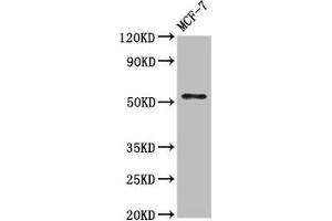 WASF3 抗体  (AA 368-502)