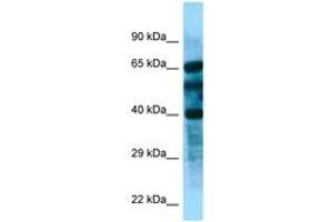Image no. 1 for anti-F-Box and Leucine-Rich Repeat Protein 8 (FBXL8) (AA 83-132) antibody (ABIN6748240)