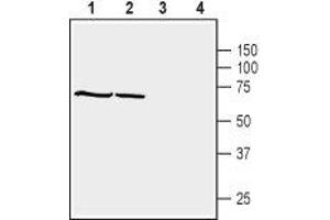 anti-Syntrophin, beta 1 (Dystrophin-Associated Protein A1, 59kDa, Basic Component 1) (SNTB1) (AA 99-113), (Intracellular), (PH1 Domain) antibody