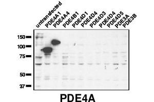 Image no. 1 for anti-phosphodiesterase 4A, CAMP-Specific (PDE4A) (C-Term) antibody (ABIN197604)