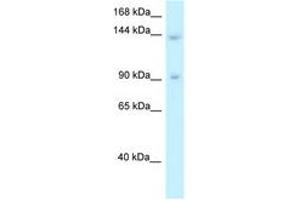 Image no. 1 for anti-Transcriptional Regulating Factor 1 (TRERF1) (AA 957-1006) antibody (ABIN6747657)
