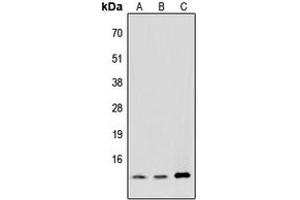 anti-Mediator Complex Subunit 11 (MED11) (Center) antibody