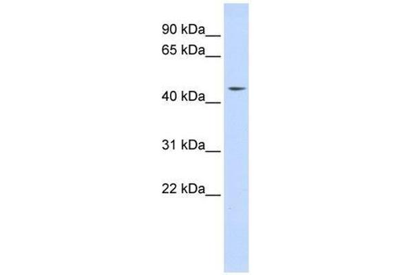 INTS12 antibody  (N-Term)
