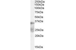 Image no. 1 for anti-Deleted in Azoospermia-Like (DAZL) (Internal Region) antibody (ABIN185441)