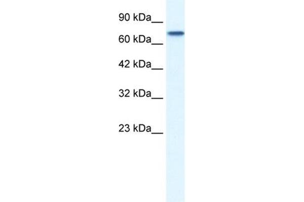 NR4A1 antibody  (N-Term)