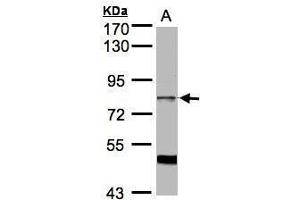 Image no. 2 for anti-A Kinase (PRKA) Anchor Protein 17A (AKAP17A) (C-Term) antibody (ABIN2855277)