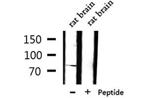 Image no. 3 for anti-Transducin-Like Enhancer of Split 1 (E(sp1) Homolog, Drosophila) (TLE1) antibody (ABIN6265592)