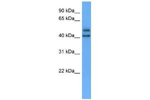 Image no. 1 for anti-Opsin 3 (OPN3) (C-Term) antibody (ABIN2788213)