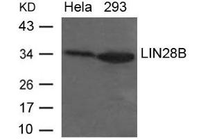 Image no. 1 for anti-Lin-28 Homolog B (LIN28B) (AA 242-246) antibody (ABIN6267754)