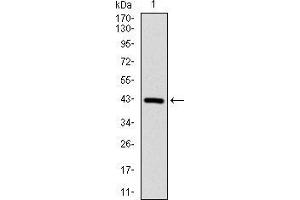 Image no. 5 for anti-Protein Phosphatase 1, Catalytic Subunit, beta Isoform (PPP1CB) (AA 174-327) antibody (ABIN5542354)