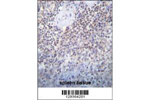 Image no. 1 for anti-Protein Associated with Topoisomerase II Homolog 2 (PATL2) (Center) antibody (ABIN2495426)