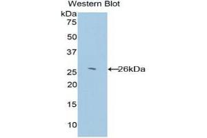Image no. 1 for anti-Glutathione S-Transferase kappa 1 (GSTK1) (AA 20-214) antibody (ABIN1859090)