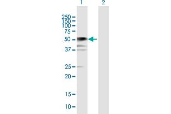 anti-BRCA2 and CDKN1A Interacting Protein (BCCIP) (AA 1-322) antibody