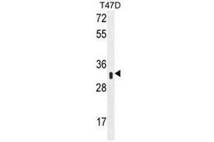 Image no. 2 for anti-Interferon-Induced Protein 35 (IFI35) (AA 22-49), (N-Term) antibody (ABIN952821)