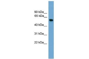 Image no. 2 for anti-Pyruvate Kinase M2 (PKM2) (Middle Region) antibody (ABIN2787394)