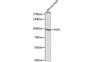 Image no. 1 for anti-TAF5 RNA Polymerase II, TATA Box Binding Protein (TBP)-Associated Factor, 100kDa (TAF5) antibody (ABIN6148826)